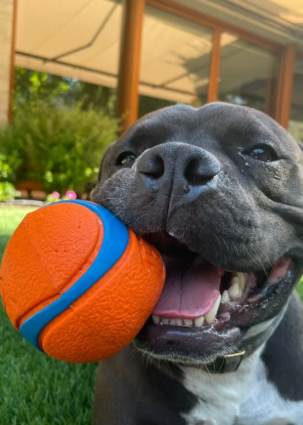 Ajax, un American Bully gris, con una pelota naranja en la boca sobre el pasto