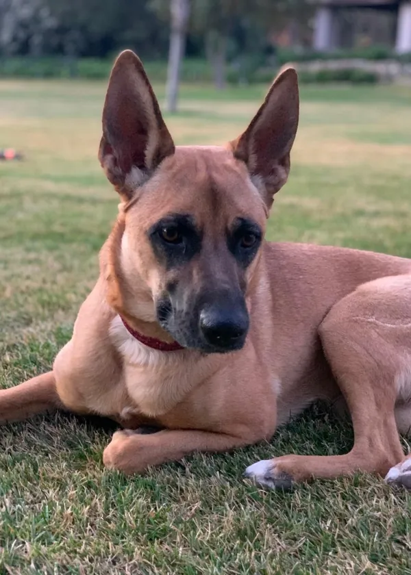 Bimba, una perra mestiza color canela con las orejas paradas, echada en el pasto
