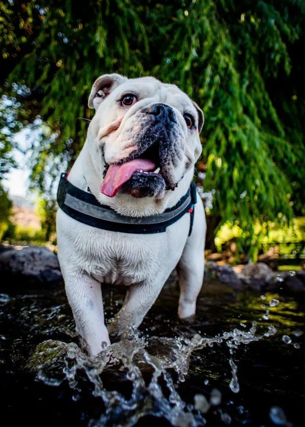 Jack, un bulldog inglés blanco con arnés, caminando por un estero con la lengua afuera