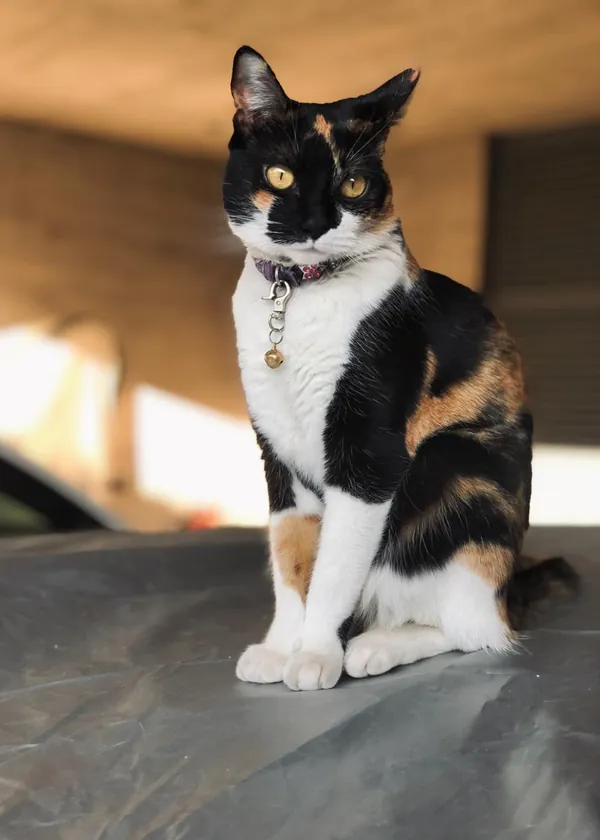 Lilo, una gata tricolor negra, blanca y naranja, sentada con un cascabel en el collar