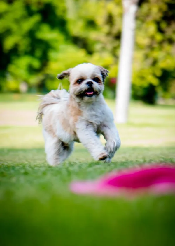 Tony, un shih tzu blanco y café, corriendo por el pasto